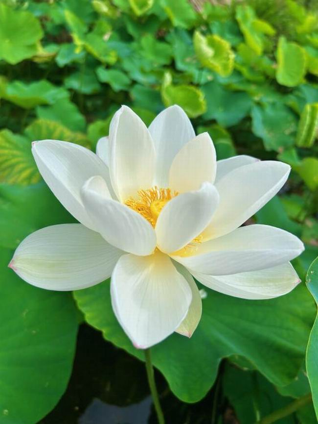 小坑鎮：夏日鄉村，白荷花盛開